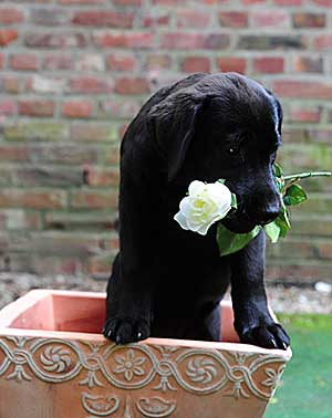 Der Hund mit einer Blume in der Schnauze